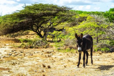 Karayip adasındaki bir tarlada bir eşek Bonaire, Hollanda Karayipleri