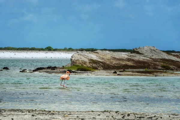 Американский Розовый Фламинго Проходит Через Бирюзовую Лагуну Острове Бонайр Карибском — стоковое фото