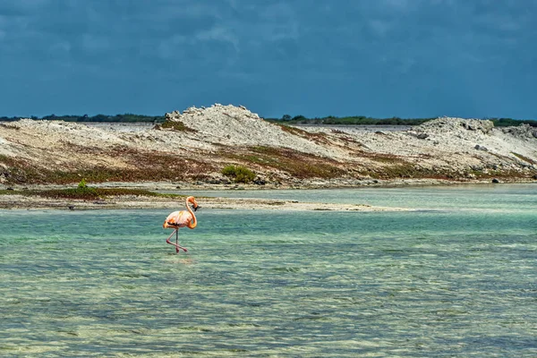 아메리카 분홍빛 플라밍고는 카리브해 청록색 초호를 거닐고 — 스톡 사진