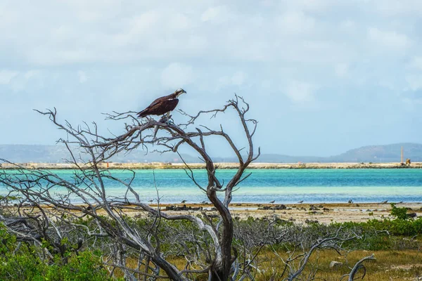 Bonaire Island Dutch Caribbean Kralendijk Fish Eagle Osprey Pandion Haliaetus — Stock Photo, Image
