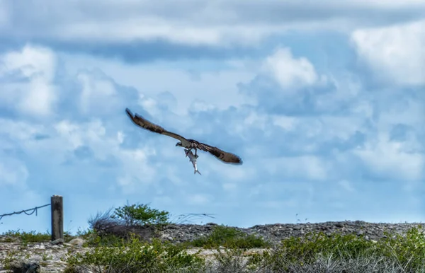 Bonaire Island Dutch Caribbean Kralendijk Fish Eagle Osprey Pandion Haliaetus — Fotografia de Stock