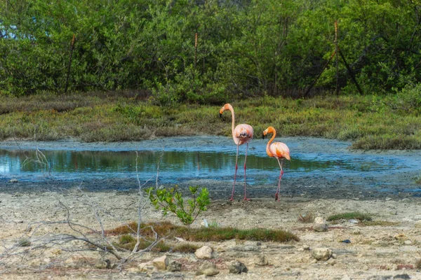 Small group of Bonaire flamingo\'s which are widely seen on Bonaire, Netherlands Antilles