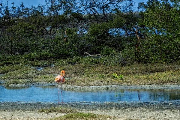 荷属安的列斯博内尔岛上广泛可见的一小群博内尔火烈鸟 — 图库照片