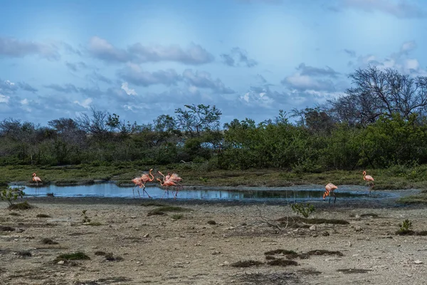 Small group of Bonaire flamingo\'s which are widely seen on Bonaire, Netherlands Antilles
