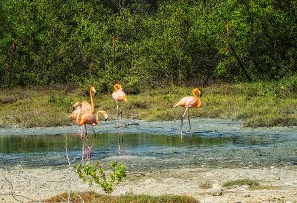 Petit Groupe Flamants Roses Bonaire Qui Sont Largement Vus Sur — Photo