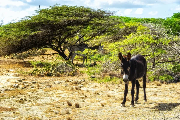 Osioł Polu Karaibskiej Wyspie Bonaire Holenderska Karaibska — Zdjęcie stockowe