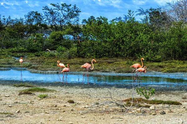 Pequeño Grupo Bonaire Flamingo Que Ven Ampliamente Bonaire Antillas Holandesas —  Fotos de Stock