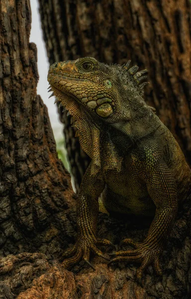 Iguana Terra Bolivar Park Também Conhecido Como Seminario Park Parque — Fotografia de Stock