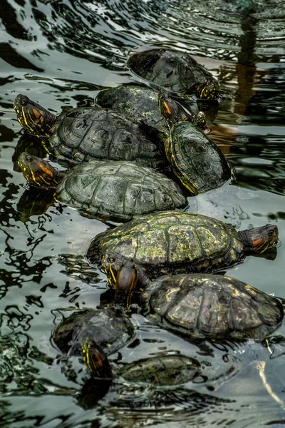 Tortugas Descansando Lago Artificial Del Parque Del Seminario Guayaquil Ecuador — Foto de Stock