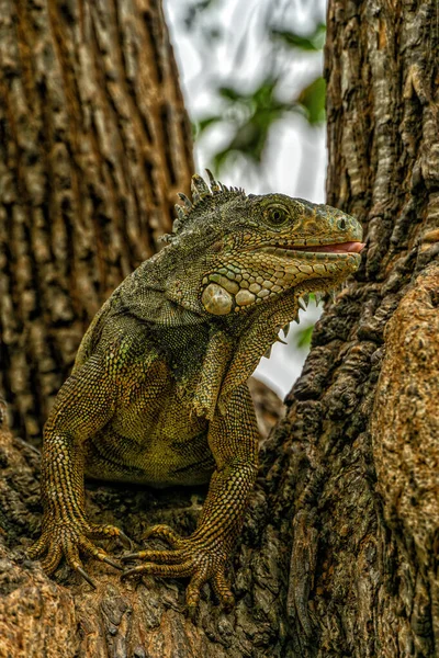 位于厄瓜多尔瓜亚基尔市中心附近的玻利瓦尔公园的地衣鬣蜥 也被称为智利公园 Parque Bolivar或智利公园 或伊瓜纳公园 — 图库照片