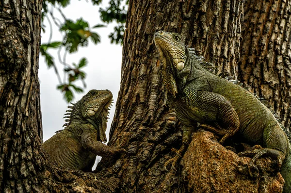 Bolivar Parkı Ndaki Kara Iguanası Ayrıca Seminario Parkı Parque Bolivar — Stok fotoğraf
