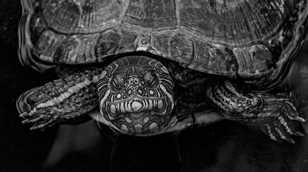 Tortugas Descansando Lago Artificial Del Parque Del Seminario Guayaquil Ecuador — Foto de Stock