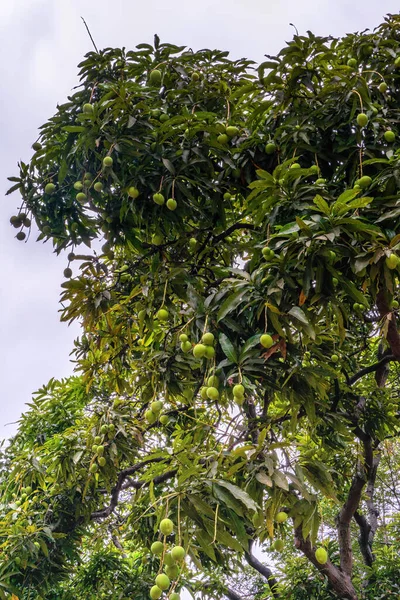 Fruit bearing mango tree. The mango is a fleshy stone fruit belonging to the genus Mangifera, consisting of numerous tropical fruiting trees in the flowering plant family Anacardiaceae