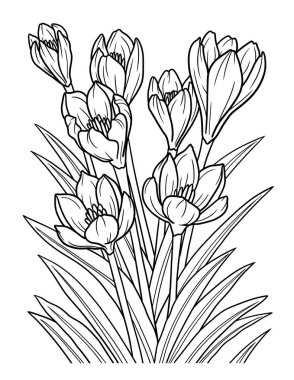 Yetişkinler için Crocus Çiçek Renklendirme Sayfası