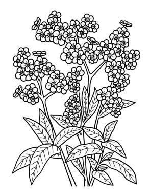 Yetişkinler için Unutma-Beni-Nots Çiçek Renklendirme Sayfası