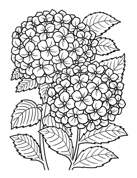 Hydrangea Flower Coloring Page pro dospělé — Stockový vektor