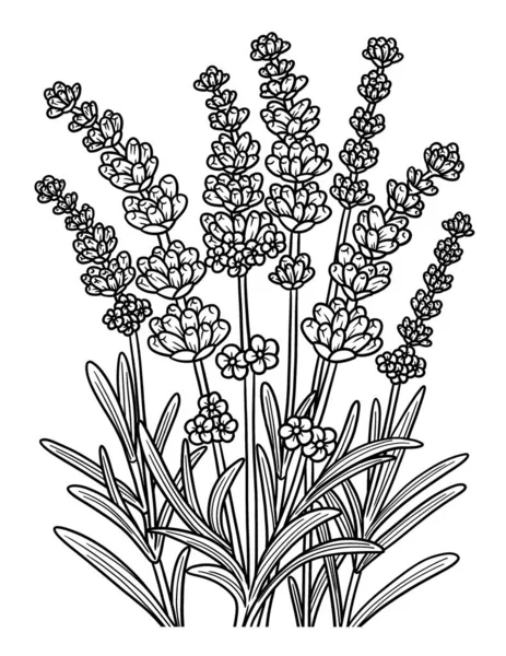 Lavanda Floare pagina de colorat pentru adulti — Vector de stoc