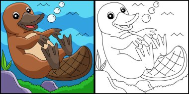 Platypus Animal Coloring Page Colored Illustration clipart