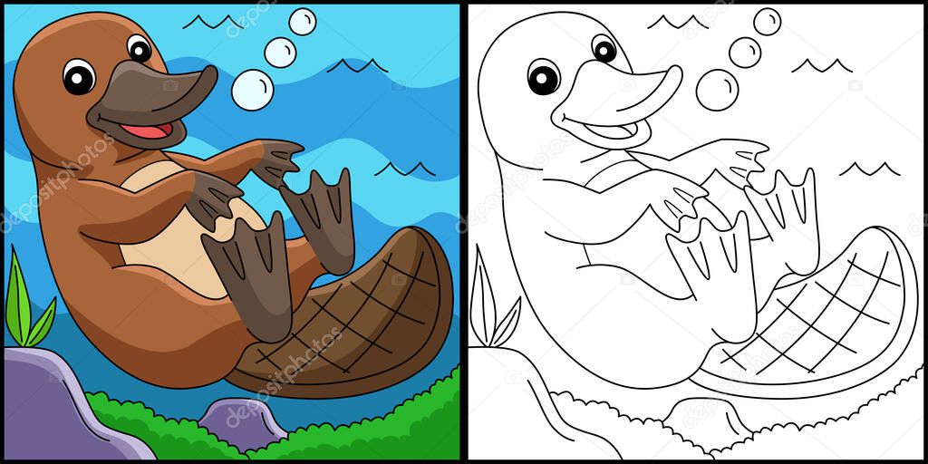 Platypus Animal Coloring Page Colored Illustration