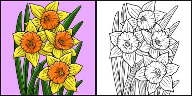 This coloring page shows a daffodil flower. One side of this illustration is colored and serves as an inspiration for children. clipart