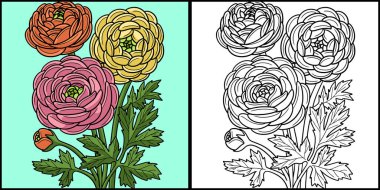 This coloring page shows a ranunculus flower. One side of this illustration is colored and serves as an inspiration for children. clipart