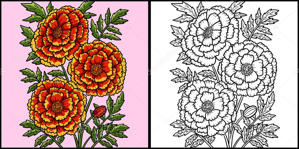 This coloring page shows a marigold flower. One side of this illustration is colored and serves as an inspiration for children.