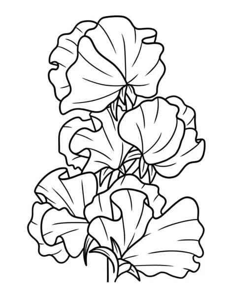 Cute Beautiful Coloring Page Sweet Pea Flower Provides Hours Coloring — Stockový vektor
