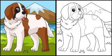 This coloring page shows a Saint Bernard. One side of this illustration is colored and serves as an inspiration for children.