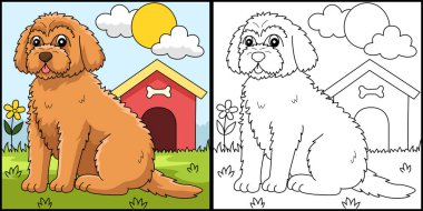 This coloring page shows a Goldendoodle. One side of this illustration is colored and serves as an inspiration for children.