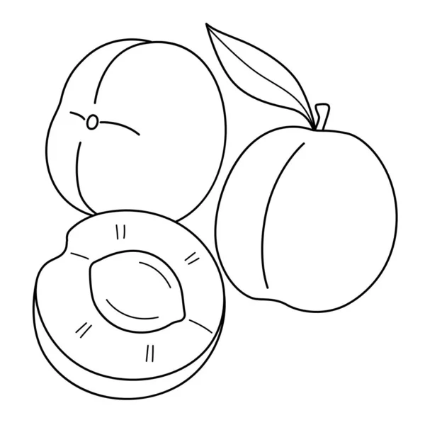 Cute Funny Coloring Page Apricot Provides Hours Coloring Fun Children — Wektor stockowy