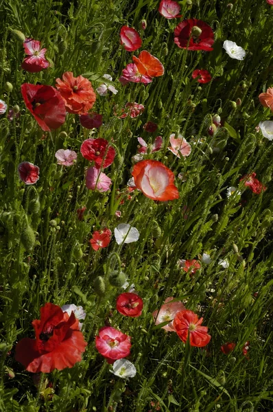 Blooming poppies — Stock Photo, Image