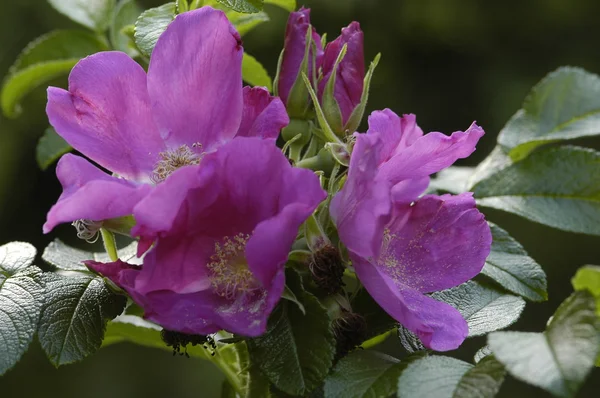 Flowers — Stock Photo, Image