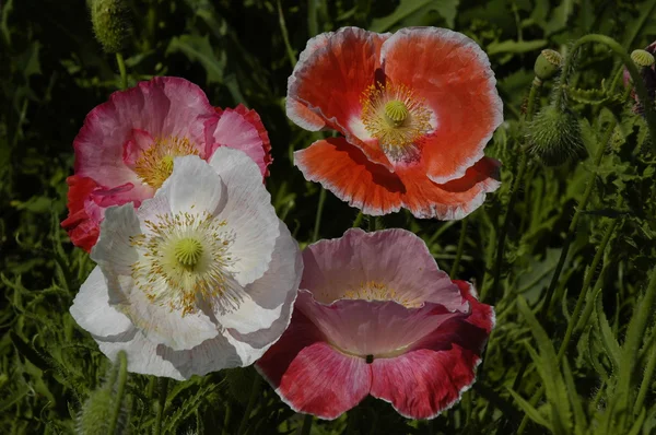 Flores — Fotografia de Stock