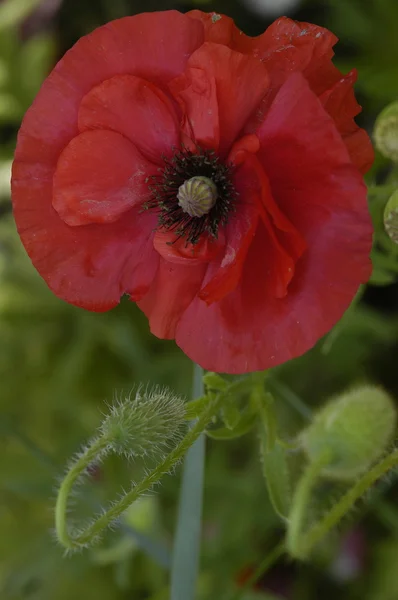 Flowers — Stock Photo, Image