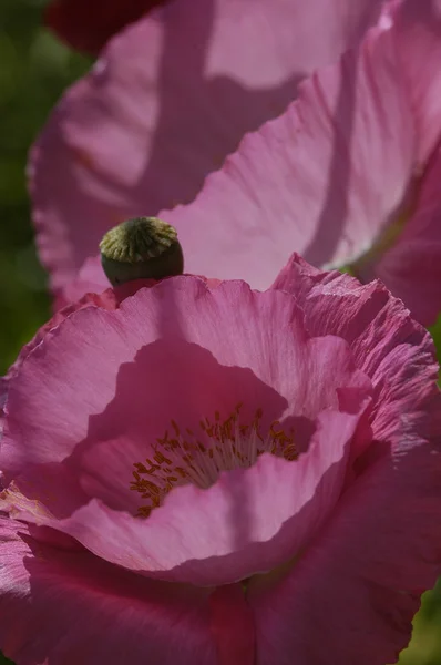 Papoilas cor de rosa — Fotografia de Stock