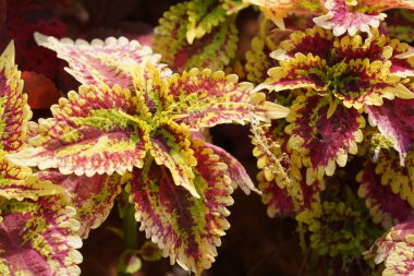 Güzel botanik çekimi, doğal arka plan.