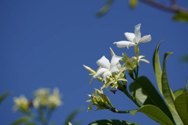 Bahçede çiçek açan güzel çiçekler