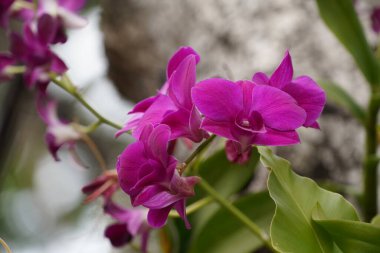 Doğal arka planda güzel çiçeklerin yakın plan görüntüsü 