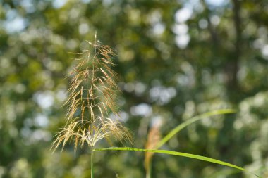 yaz yeşil çim alanı
