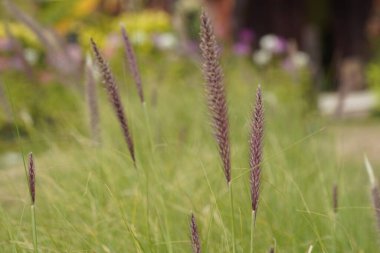 İlkbaharda çayırda güzel yabani otlar