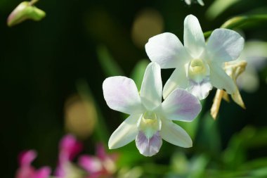 Bahçedeki güzel beyaz orkide çiçekleri