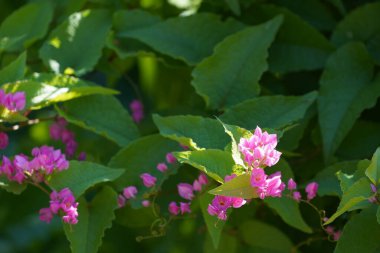 Bahçedeki güzel pembe çiçekler