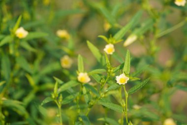 Bahçedeki güzel çiçekler