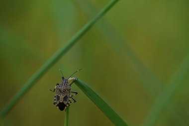 güzel böcekler, doğa arka planı 