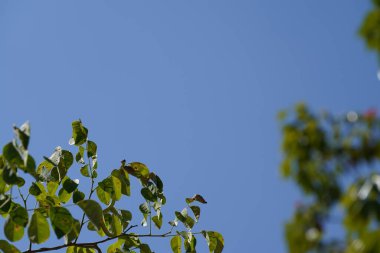 Ağaçtaki yeşil yapraklar