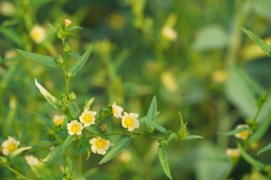 Bahçedeki sarı çiçekler  