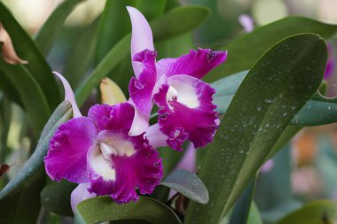 Bahçedeki güzel orkide çiçekleri