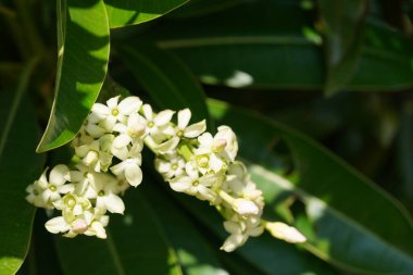 Güzel açan bahar çiçekleri 