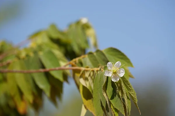 Folhas Verdes Uma Árvore Jardim — Fotografia de Stock