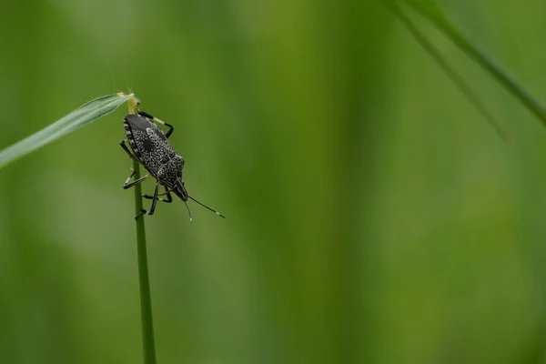 Nahaufnahme Schöner Insekten Auf Verschwommenem Naturhintergrund — Stockfoto